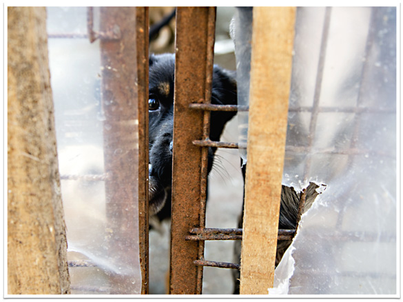 Importhundar saknade rabiesskydd trots intyg