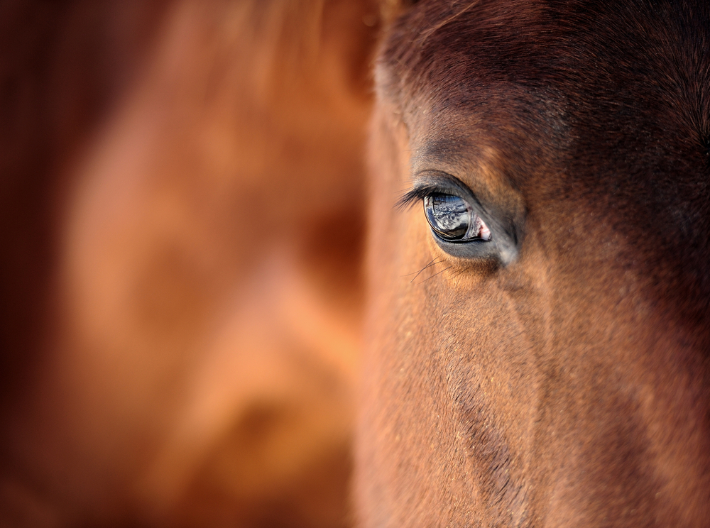 Nytt forskningsprojekt kring hästens smärta