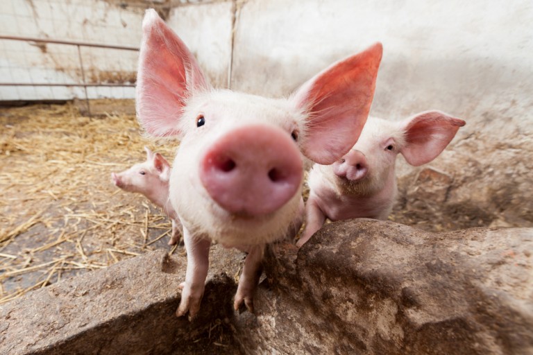 Nytt smittskyddsprogram för gris och nöt