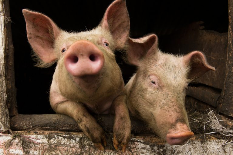 Humanvården sparar 9 Mkr på stopp för MRSA-grisar