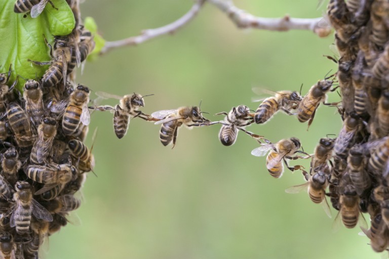 Bekräftat: Vilda bin påverkas av neonikotinoider