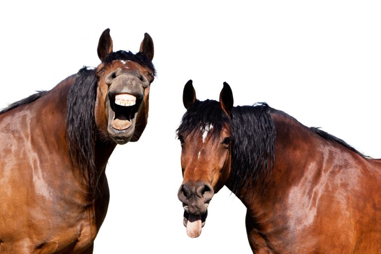 Hästar kan kommunicera med symboler