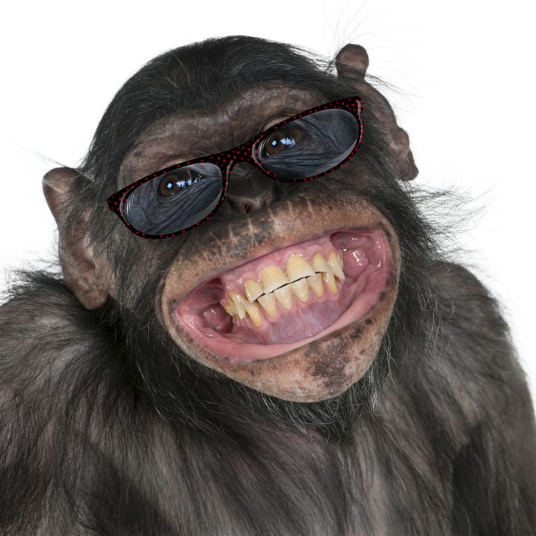Gamla dvärgschimpanser behöver glasögon