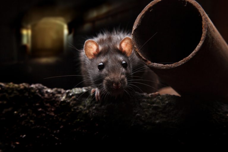 Råttor i storstäder bär på nya smittor